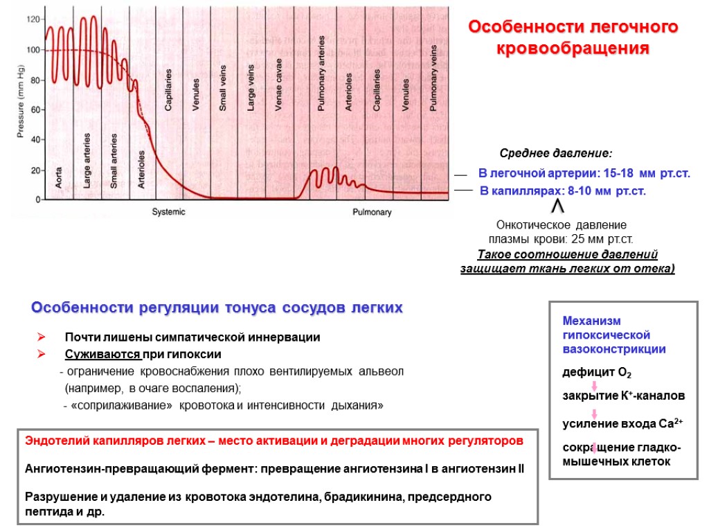 Особенности легочного кровообращения В легочной артерии: 15-18 мм рт.ст. В капиллярах: 8-10 мм рт.ст.